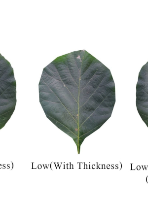 Teak leaf tectona grandis