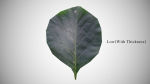 Teak leaf tectona grandis