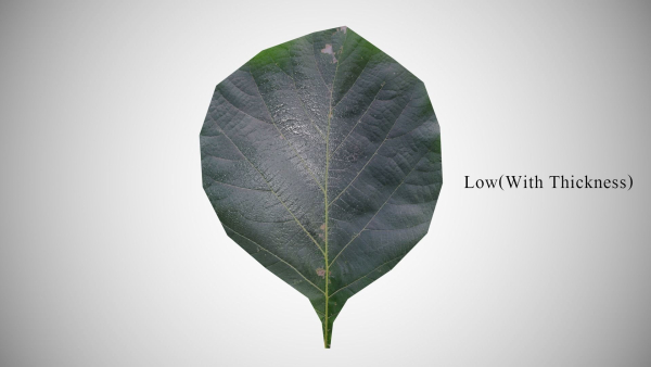 Teak leaf tectona grandis