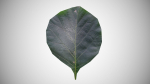 Teak leaf tectona grandis