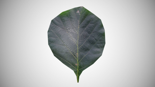 Teak leaf tectona grandis
