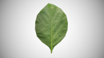 Teak leaf tectona grandis