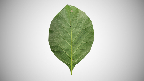 Teak leaf tectona grandis
