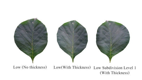 Teak leaf tectona grandis