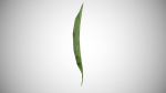 Teak leaf tectona grandis