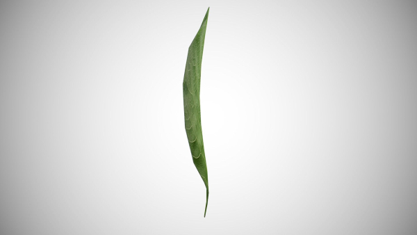 Teak leaf tectona grandis