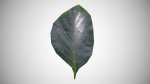 Teak leaf tectona grandis
