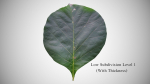 Teak leaf tectona grandis