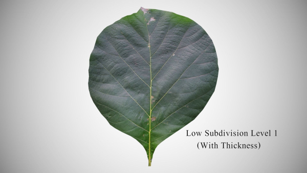 Teak leaf tectona grandis