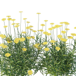 Tetraneuris Scaposa