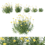 Tetraneuris Scaposa