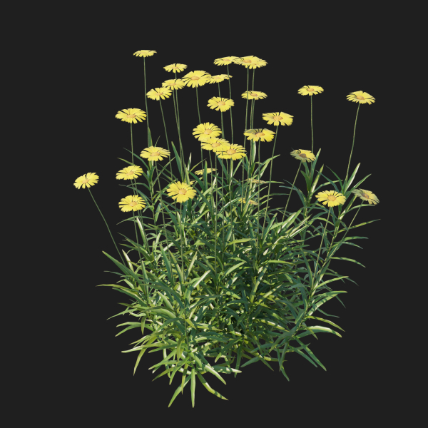 Tetraneuris Scaposa