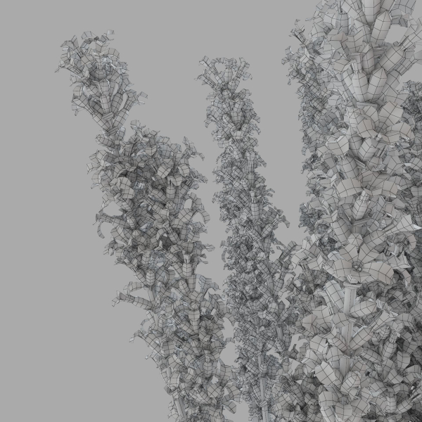 The bouquet of lavender in a vase