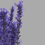 The bouquet of lavender in a vase