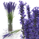 The bouquet of lavender in a vase