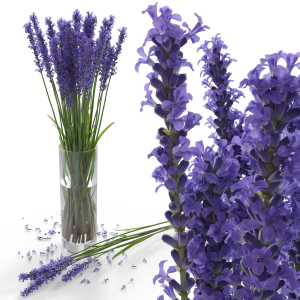 The bouquet of lavender in a vase