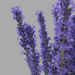 The bouquet of lavender in a vase