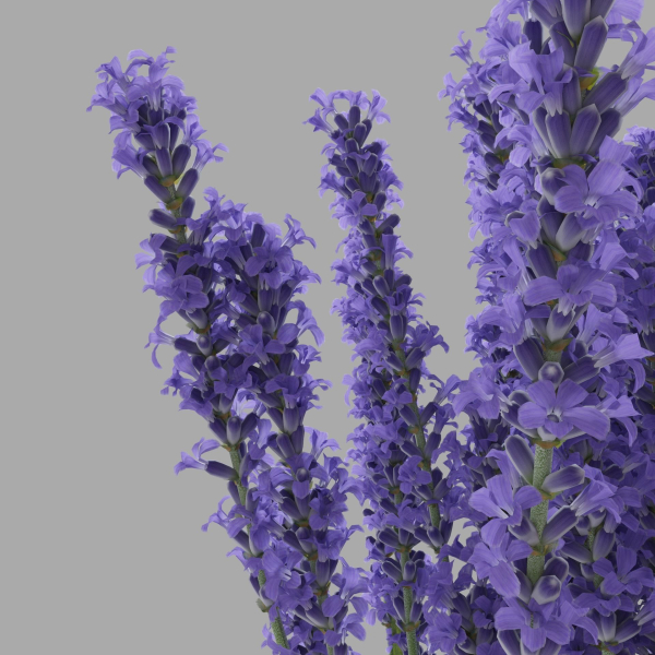 The bouquet of lavender in a vase