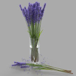 The bouquet of lavender in a vase