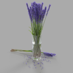 The bouquet of lavender in a vase