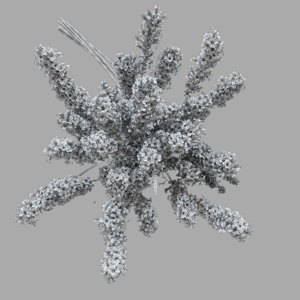 The bouquet of lavender in a vase