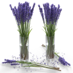 The bouquet of lavender in a vase