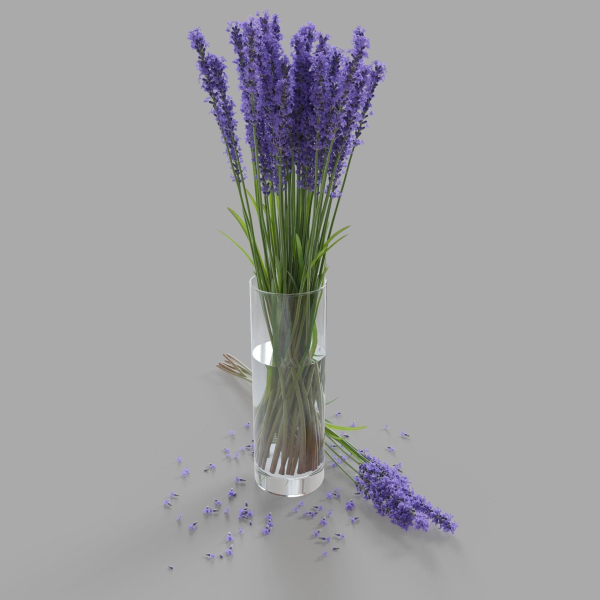 The bouquet of lavender in a vase