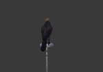 The Peregrine falcon