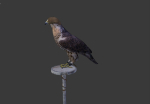 The Peregrine falcon