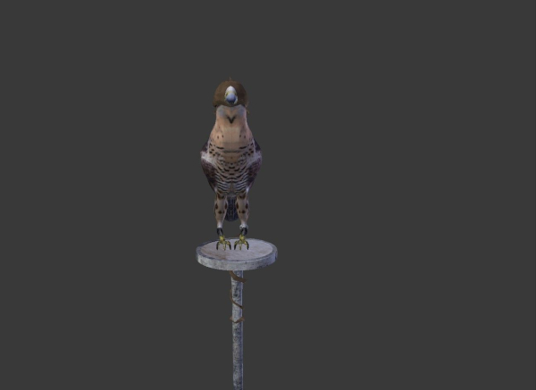The Peregrine falcon