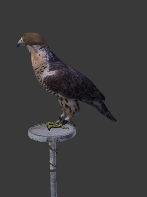 The Peregrine falcon