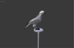 The Peregrine falcon