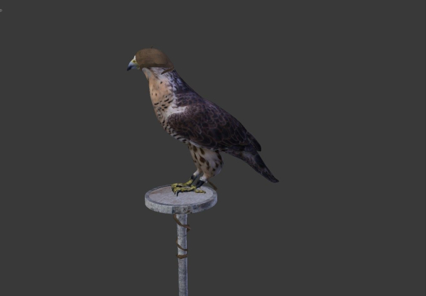 The Peregrine falcon