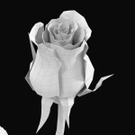 The Rose