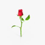 The Rose