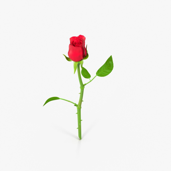 The Rose