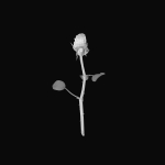 The Rose