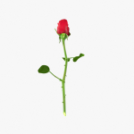 The Rose