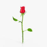 The Rose