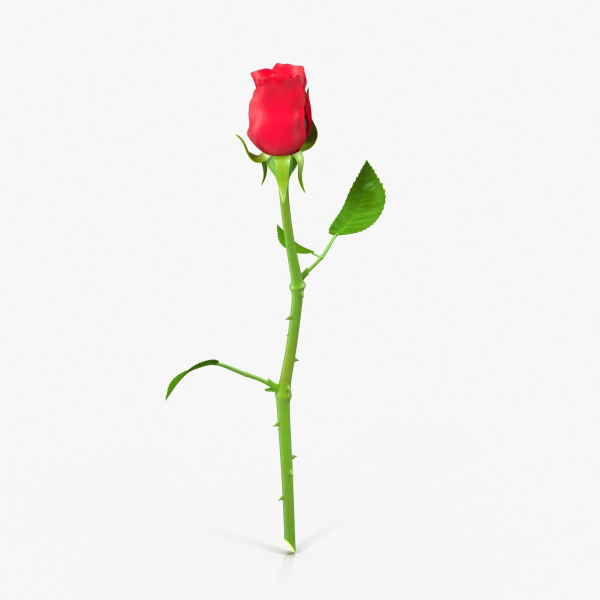 The Rose