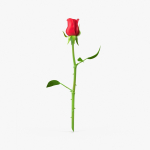 The Rose