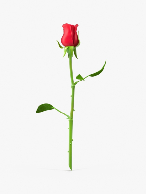 The Rose