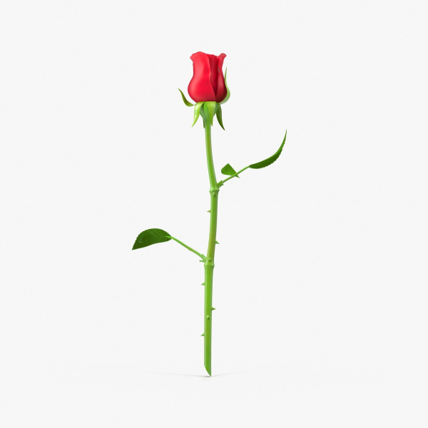 The Rose