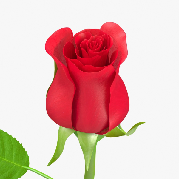 The Rose