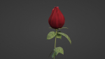 The Rose