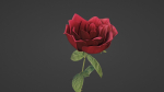 The Rose