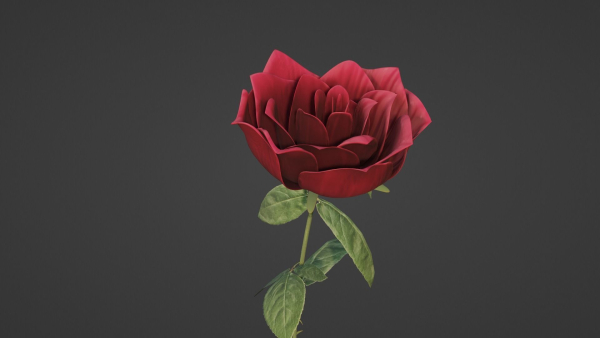 The Rose