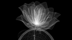 The Rose