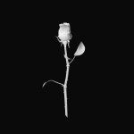 The Rose