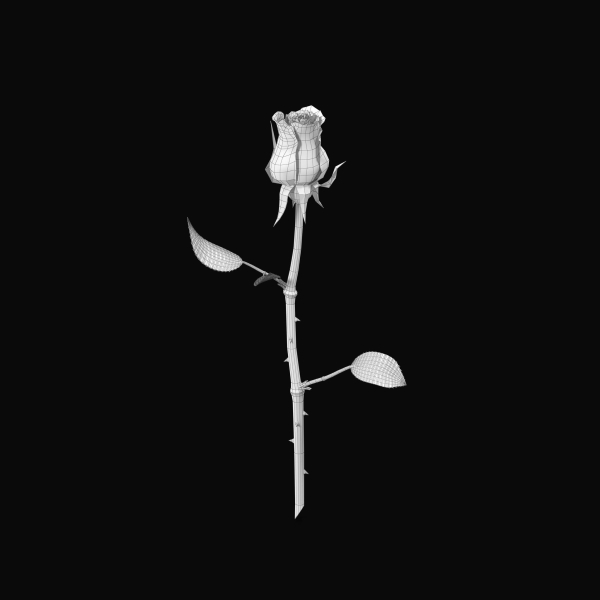 The Rose